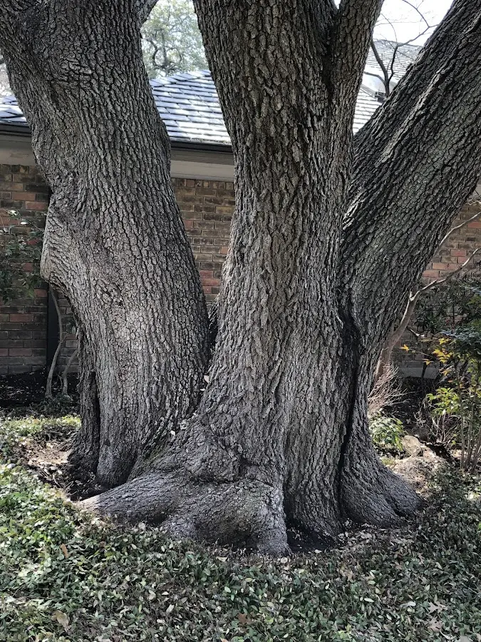 Mature heritage tree close to a Jenera property cared for by certified arborists